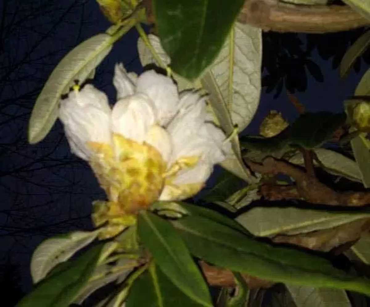 कुदरत का अनमोल उपहार है ये सफेद बुरांस